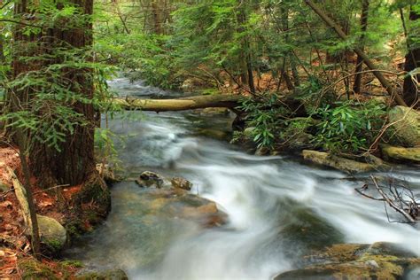 Free Picture Water Forest Ecology Stream River Waterfall Wood