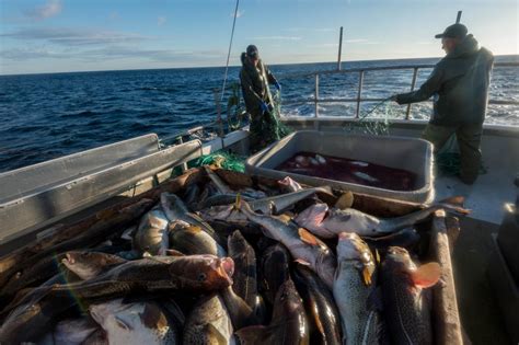 Newfoundlands Cod Industry Poised For A Rebound Canadian Geographic