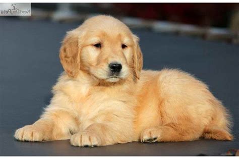 An adoption of a rescued golden retriever is a lifetime commitment to your new dog. Golden Retriever Puppies Adoption Virginia | PETSIDI