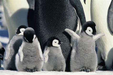 Cute Baby Penguins Penguins Photo 37399963 Fanpop Page 8