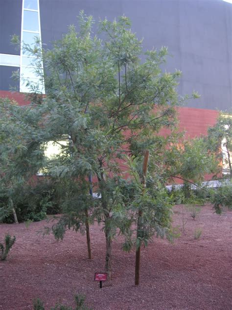 Find Trees And Learn University Of Arizona Campus Arboretum