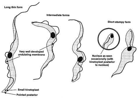 trypanosoma brucei diagram