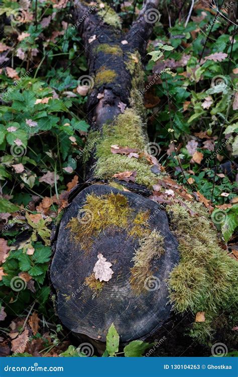 A Fallen Tree Covered With Moss Stock Image Image Of Deciduous Decay