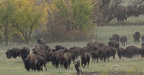 Rounding Up The Countrys Largest Bison Herd Cbs News