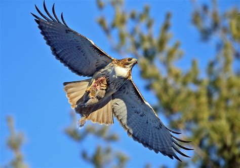 Red Tailed Hawk With A Gray Squirrel In Its Talons Flickr
