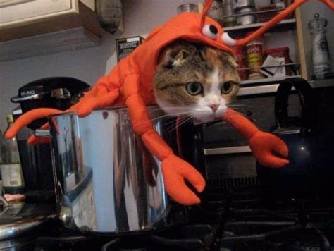 Of The Funniest Cats In Costumes
