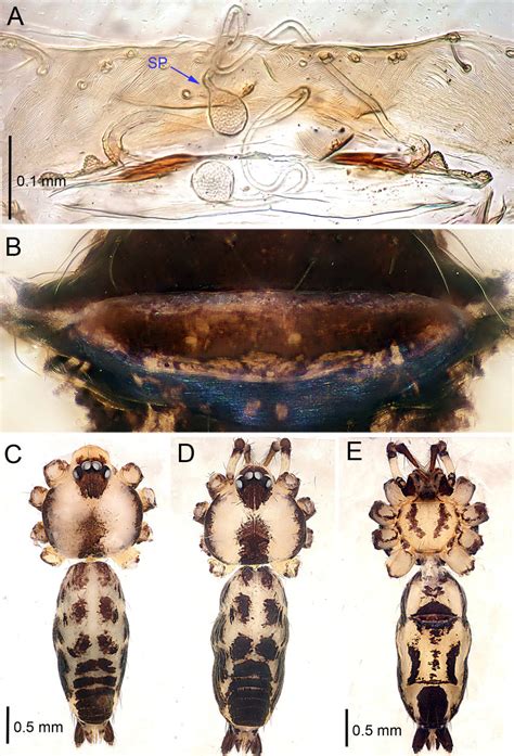 Althepus Tadetuensis Li Et Li Sp Nov Male Holotype And Female