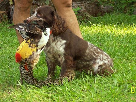 Field bred english cockers can be great in the home. English cocker spaniels, field bred cockers, gun dogs ...