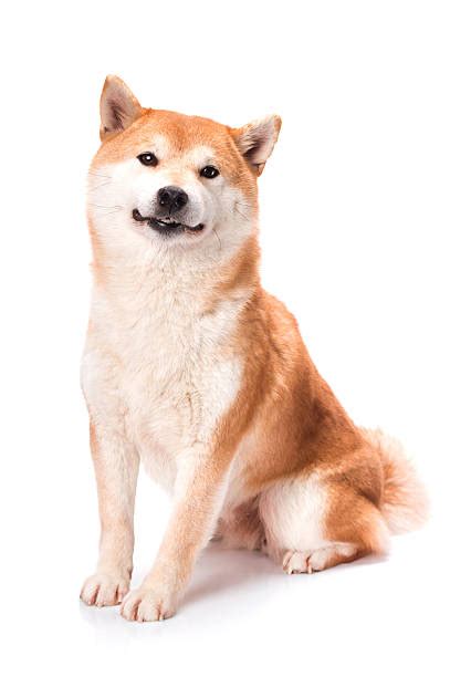 Royalty Free Shiba Inu Pictures Images And Stock Photos Istock
