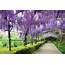 How To Prune Wisteria  Better Homes And Gardens