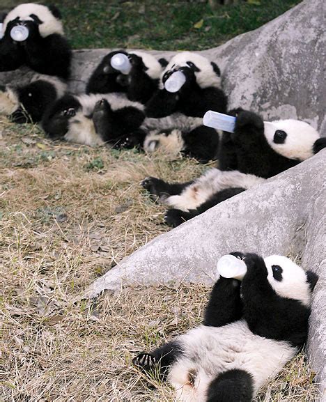 Its Pandamonium As Cubs Thrill The Crowds In China Daily Mail Online