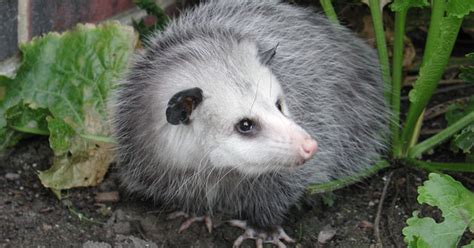 All About The Virginia Opossum Welcome Wildlife