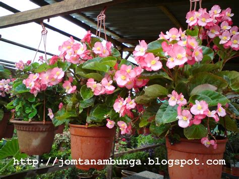 Rumah dengan hiasan bunga gantung aneka tanaman bunga. Jom Tanam Bunga: Bunga Dihukum Gantung?