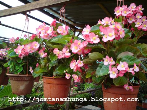 Jenis bunga hias gantung bisa jadi alternatif memperindah rumah dan tentunya tidak memakan tempat. Jom Tanam Bunga: Bunga Dihukum Gantung?