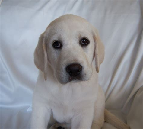 Look at pictures of labrador retriever puppies who need a home. White Labrador Retriever and White English Labrador ...
