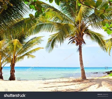 Coconut Palm Trees On Sunny Beach Summer Nature View