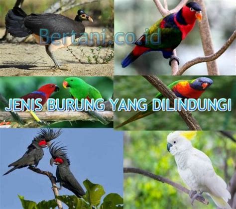 √Mengena Jenis Burung yang Di Lindungi Di Indonesia Lengkap!