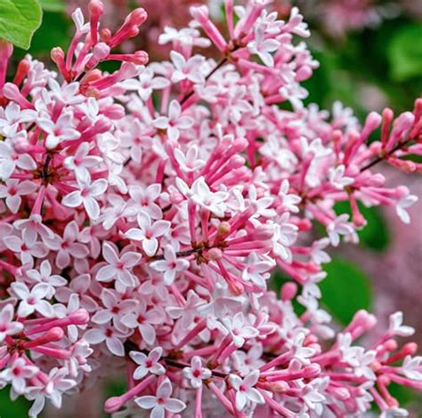 The 20 Best Lilac Varieties To Grow In Your Yard Bob Vila