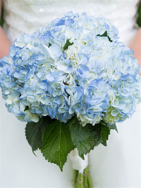 a bride holding a bouquet of blue and white hydrangeas in front of her