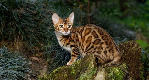 Domestic Cats That Look Like Leopards