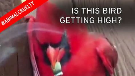Angry Bird Gets Stoned After Man Forces It To Smoke Cannabis In