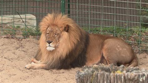 Royan Un Nouveau Lion Accueilli Au Zoo De La Palmyre Youtube