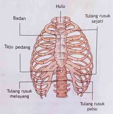 Perbedaan jantung manusia dan hewan sesuai jenisnya. Fungsi Rangka Manusia dan Gambarnya - DosenBiologi.com