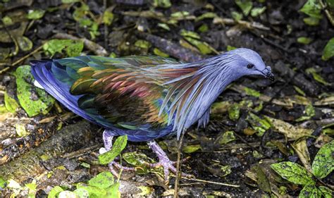 Nicobar Pigeon The Closest Living Relative To The Famous Dodo Bird