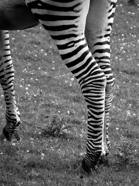 Zebra Legs Flickr Photo Sharing