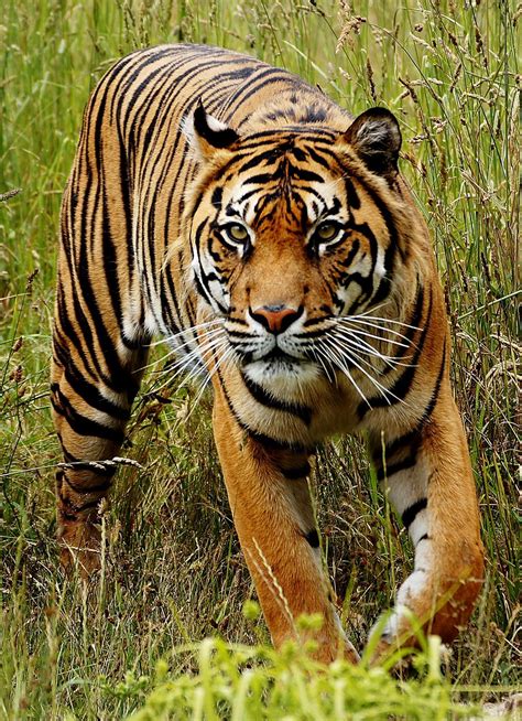 The Bali Tiger Hunted To Extinction Moira Risen 12 Images Tiger