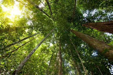 The largest rainforests are in the amazon in brazil (south america), demographic republic of congo (africa). How Central Africa's Transformation can be Spurred by its ...