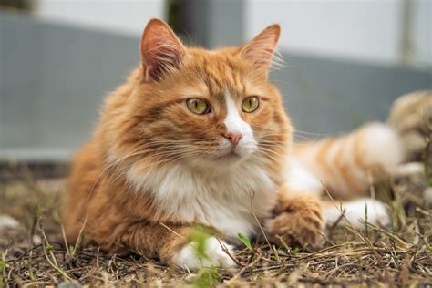 10 Fun Facts About Orange Tabby Cats