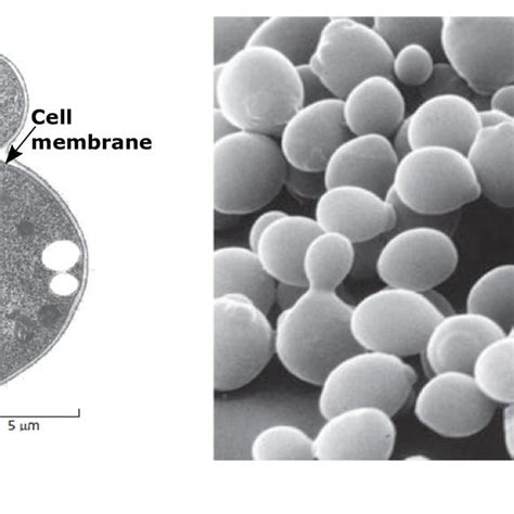 1 A The Structure Of A Budding Yeast Cellb The Yeast Saccharomyces