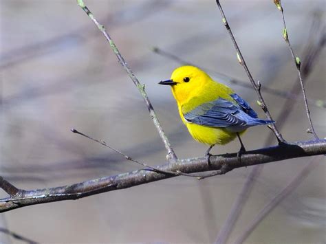 33 Yellow Birds In Arkansas Id And Song Guide