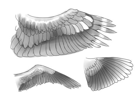How To Draw Bird Wings Employerrail Eslowtravel