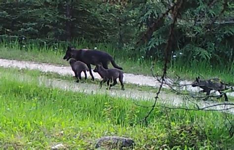 Move The Livestock And Quit Shooting Wolves The Seattle Times