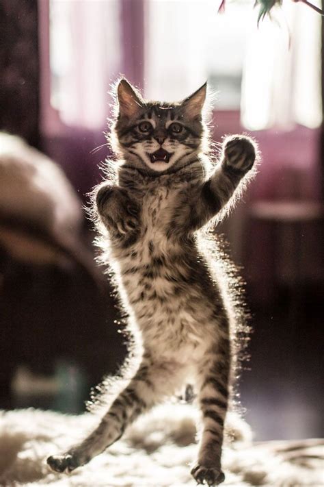 30 Of The Funniest Dancing Cat Pics Cats Cat Pics Cute Cats