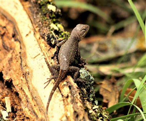 Brown Anole Lizard Free Stock Photo Public Domain Pictures