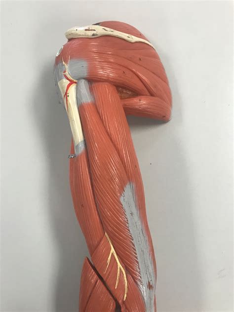 Arm And Shoulder Model Posterior View Diagram Quizlet