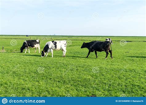 Netherlandswetlandsmaarken A Herd Of Cattle Standing On Top Of A