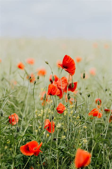 Poppy Wallpapers For Android Phones Choose From The Best Android