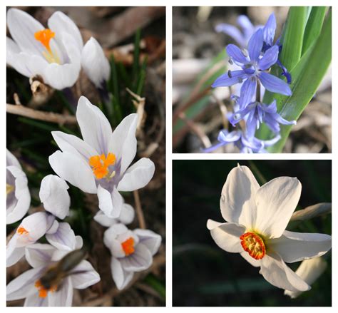 Winter Early Spring Flowering Bulbs 6 Species