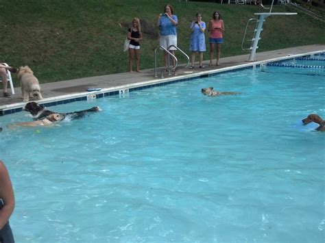 Mt Washington Swim Club Dog Day Singing Dogs