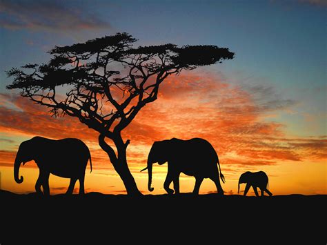 🔥 48 African Safari Wallpaper Wallpapersafari