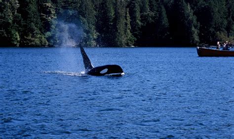 Whales Bears And Vancouver Island Holiday Canadian Affair