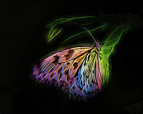 Butterfly Fantasy 1a Digital Art By Walter Herrit Fine Art America