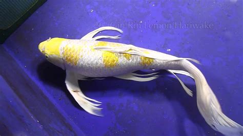 Jumbo Butterfly Koi For Sale From Youtube