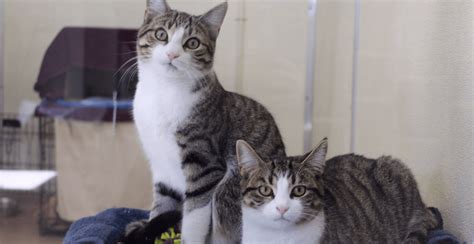 Over 300 Cats Rescued From Hoarding Situation Now Up For Adoption News