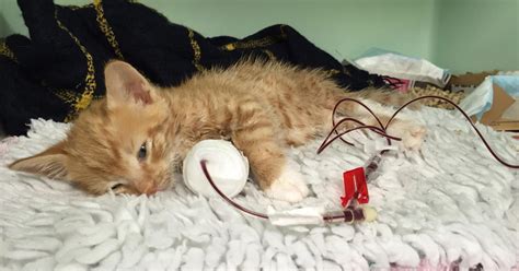 Anaemic Kitten Saved By Blood Transfusion From Hospital Workers Cat