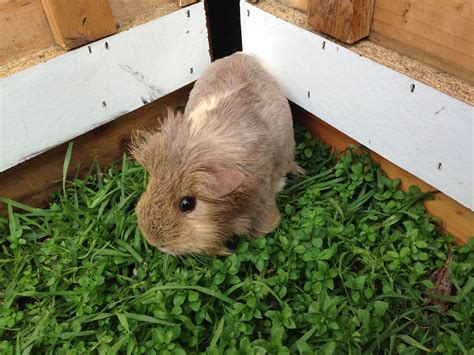 Guinea Pig Sheltie Coronet Texel For Sale Vic Melbourne